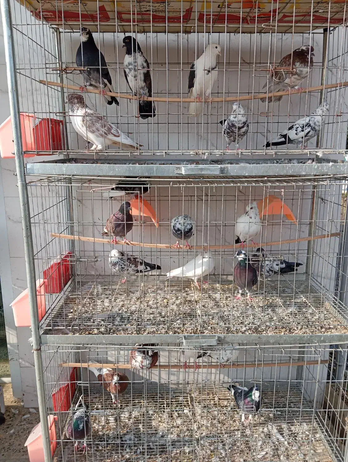 کبوتر پرشی و زینتی ولوازم|پرنده|دابودشت, |دیوار