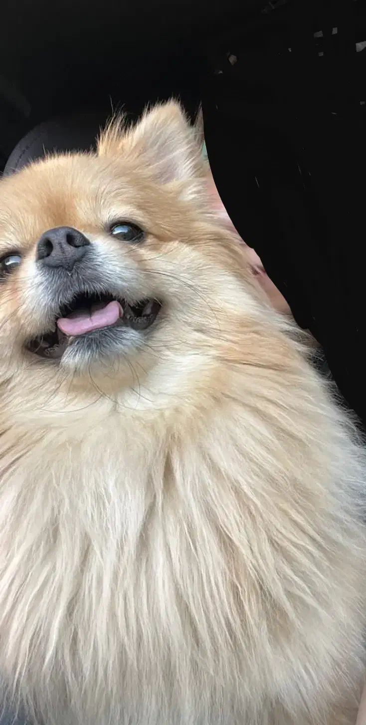 پامرین واگذاری پامر|سگ|مشهد, آزادشهر|دیوار