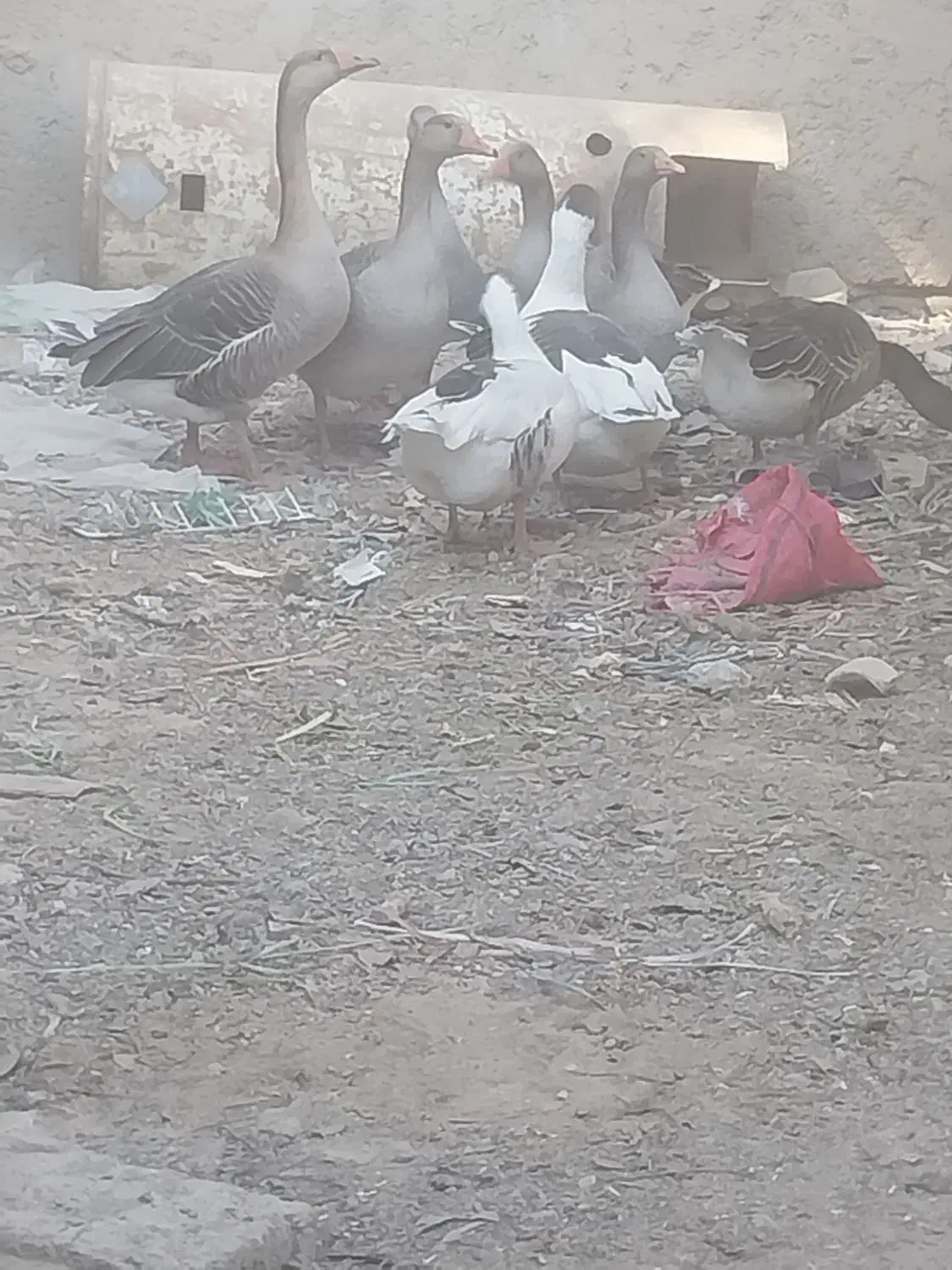 غاز و خروس محلی|حیوانات مزرعه|چمران, |دیوار