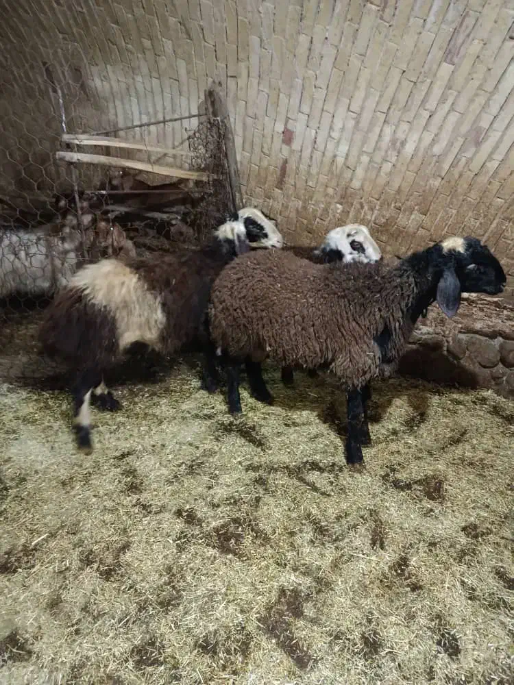 ۳راس بره نر،بز و بزغاله فروشی|حیوانات مزرعه|ازنا, |دیوار