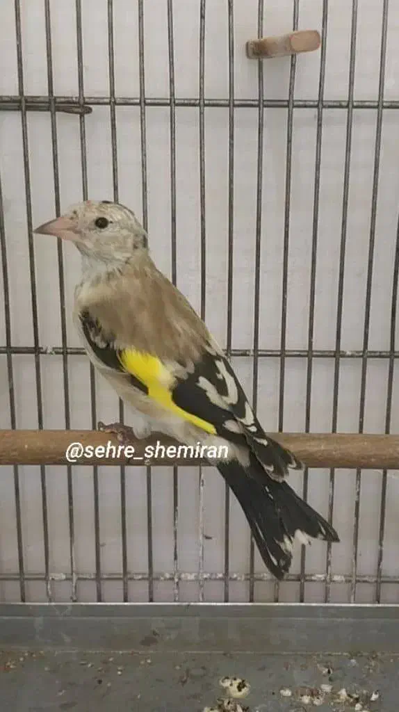 جوجه سهره|پرنده|شیروان (لرستان), |دیوار