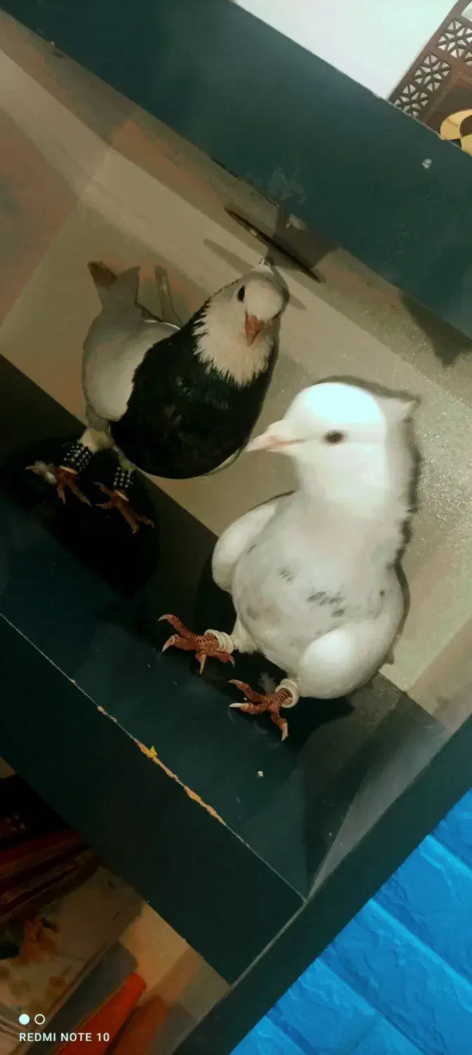 ی جفت طوقی الماسی و زرین|پرنده|چابهار, |دیوار