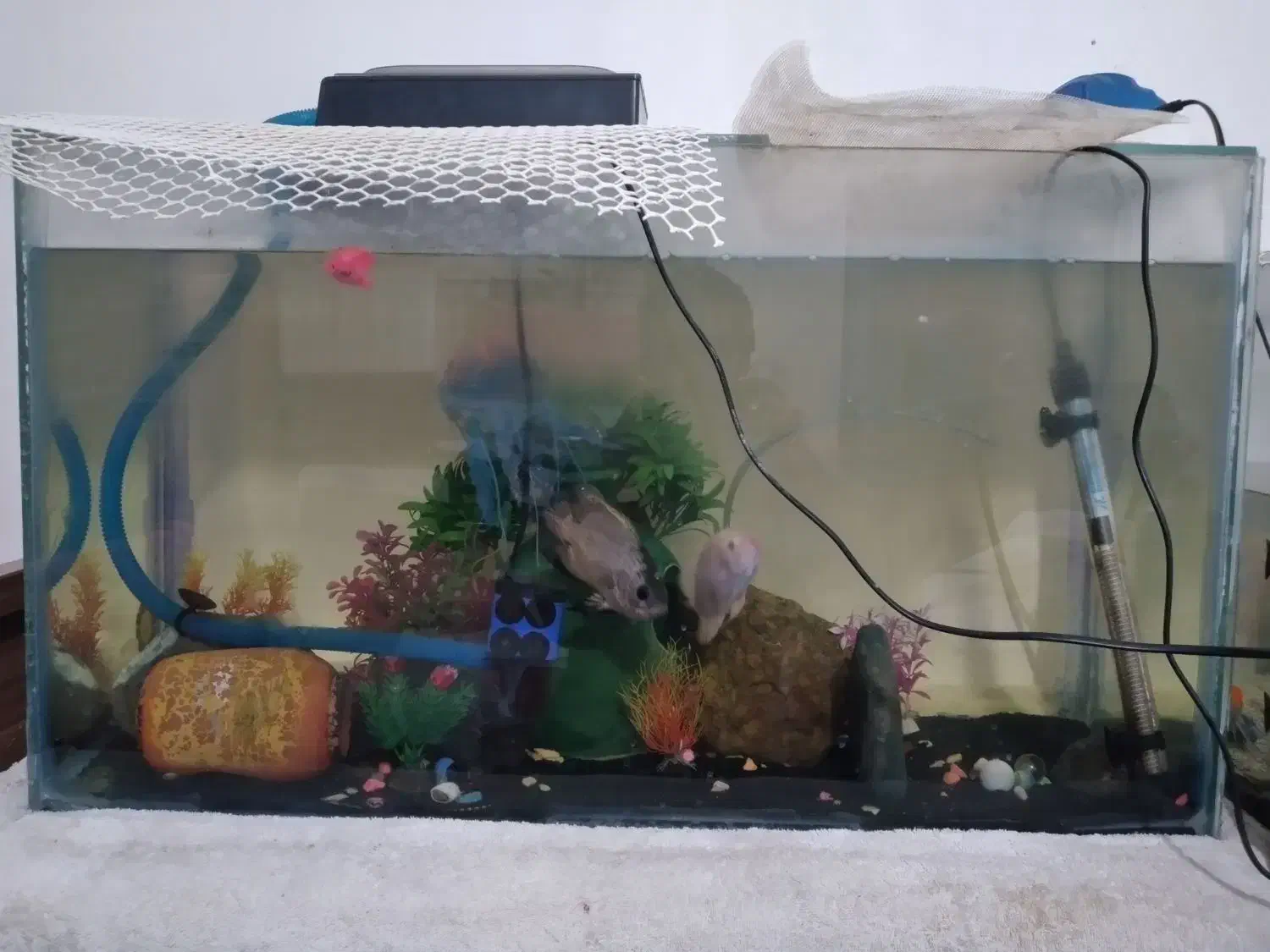 اکواریوم بزرگ با وسایل|ماهی|میناب, |دیوار