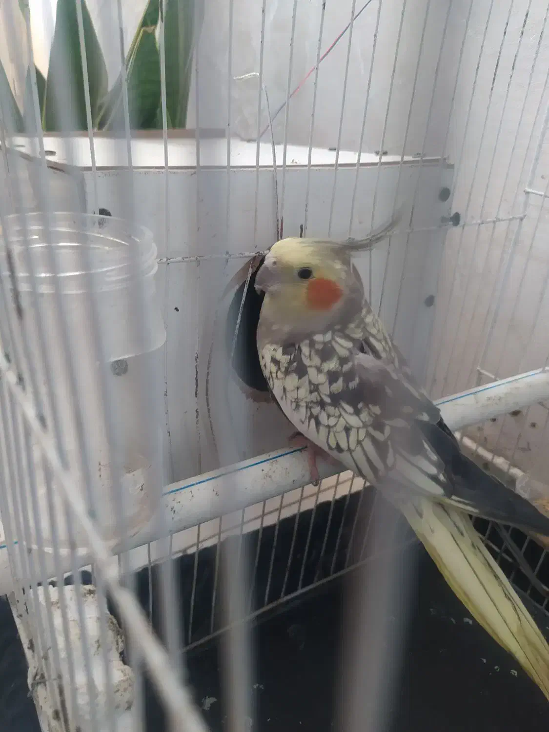 عروس هلندی با قفس و لانه فقط۸۰۰|پرنده|مشهد, رستگار|دیوار