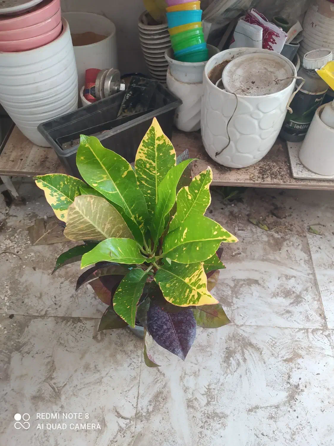 گل و گیاه کروتون|گل و گیاه طبیعی|اهواز, سیصد دستگاه|دیوار