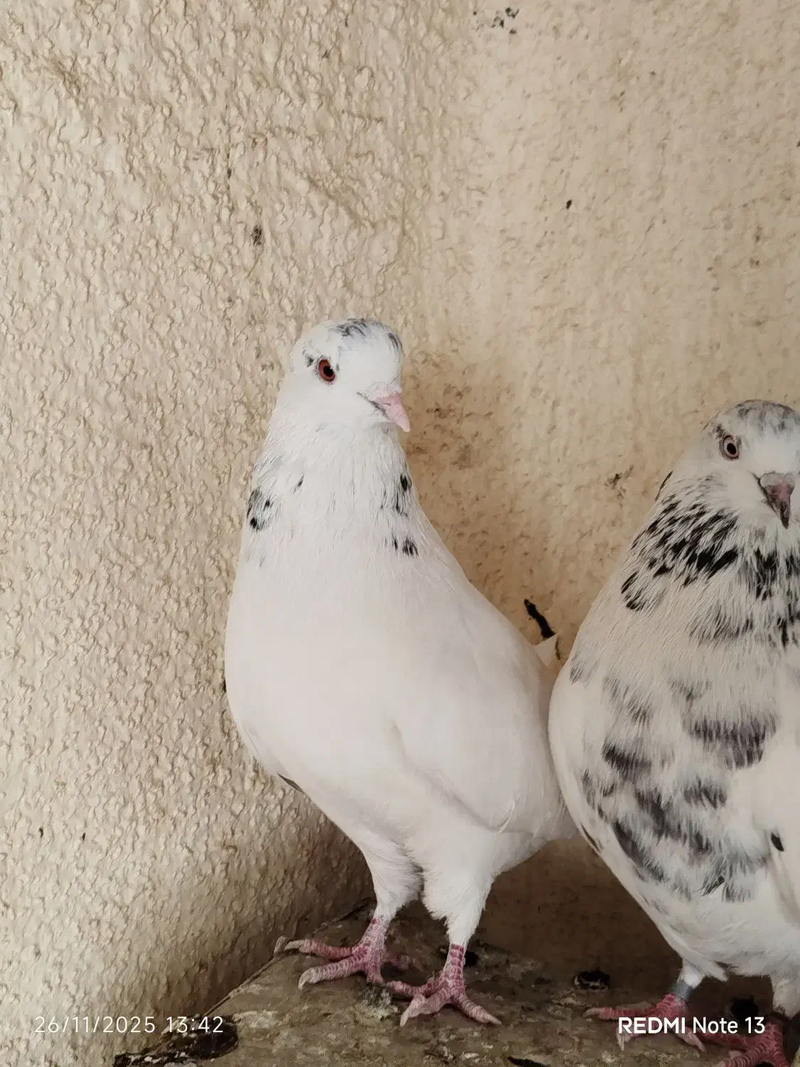 خال سبز ضمانت ساعت چشم قشنگ کشیده اصیل|پرنده|خاش, |دیوار