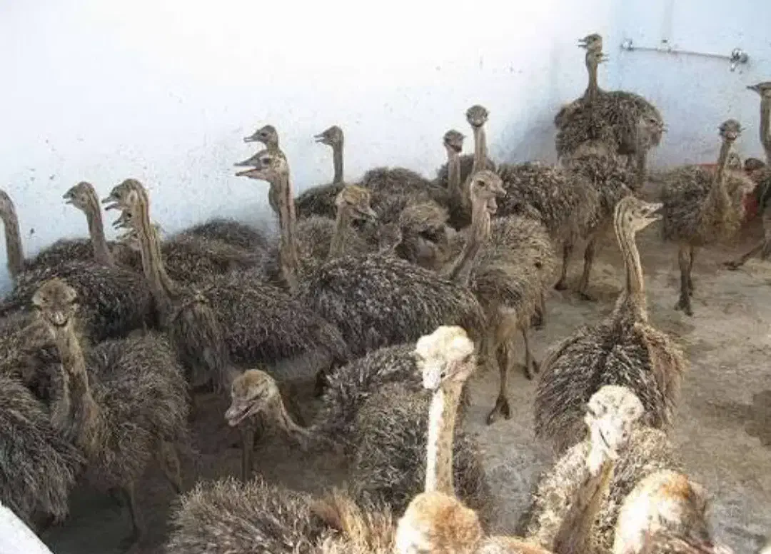 شترمرغ ومرغ خروس نژاد دار عمده|حیوانات مزرعه|رشت, منظریه|دیوار