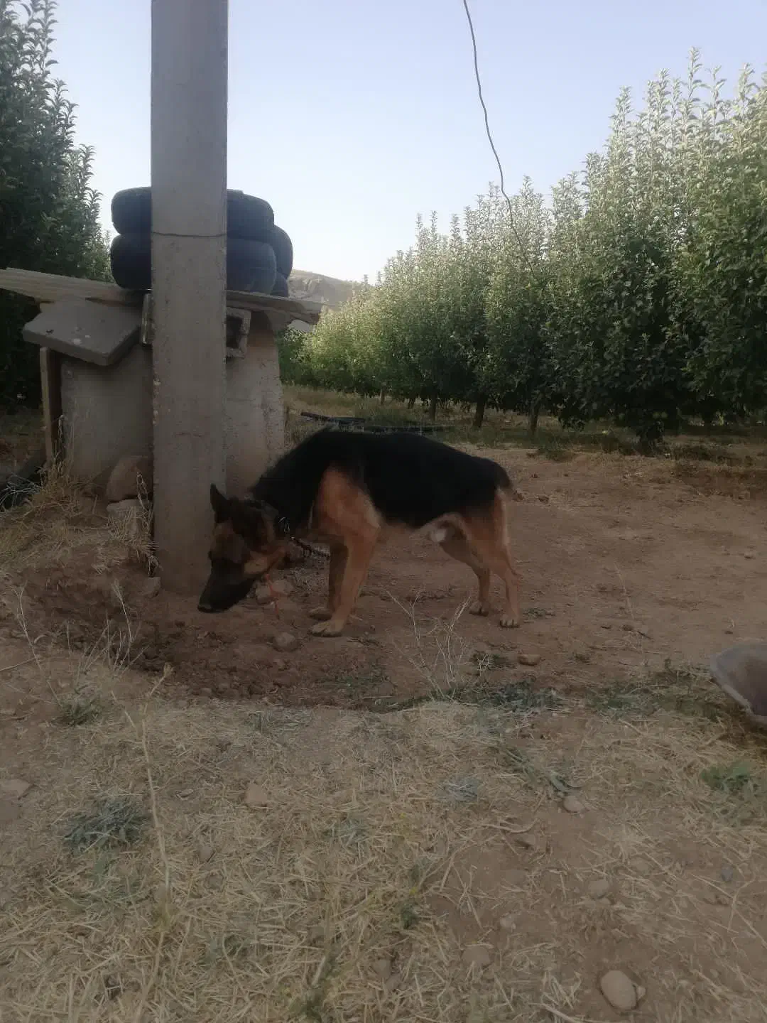 سگ نژاد ژرمن|سگ|سقز, |دیوار