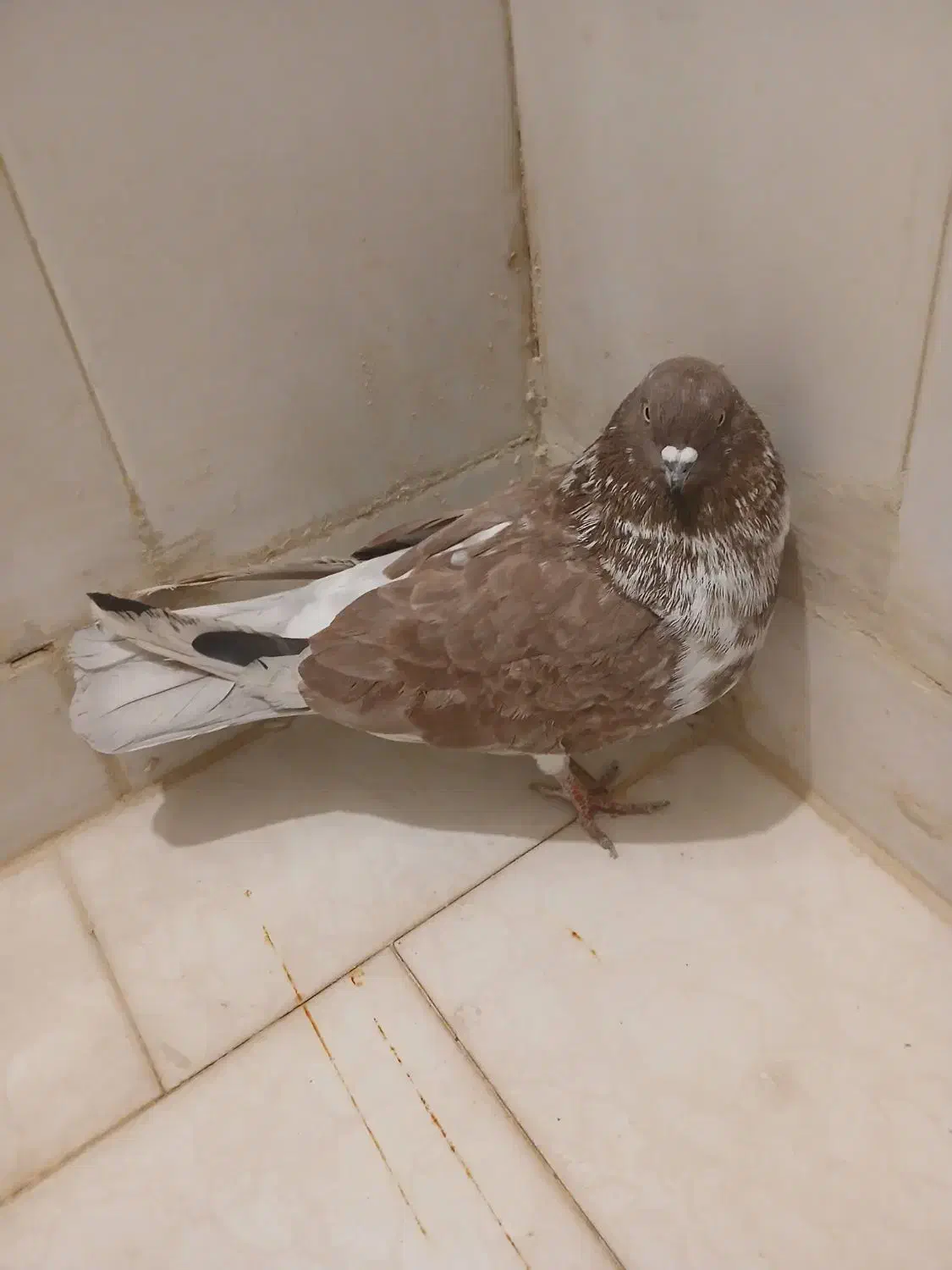 3عدد حیوان تهرانی گرکی|پرنده|پاکدشت, پاکدشت (مامازند)|دیوار