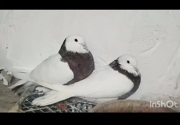 طوقی نرو ماده|پرنده|کبودرآهنگ, |دیوار