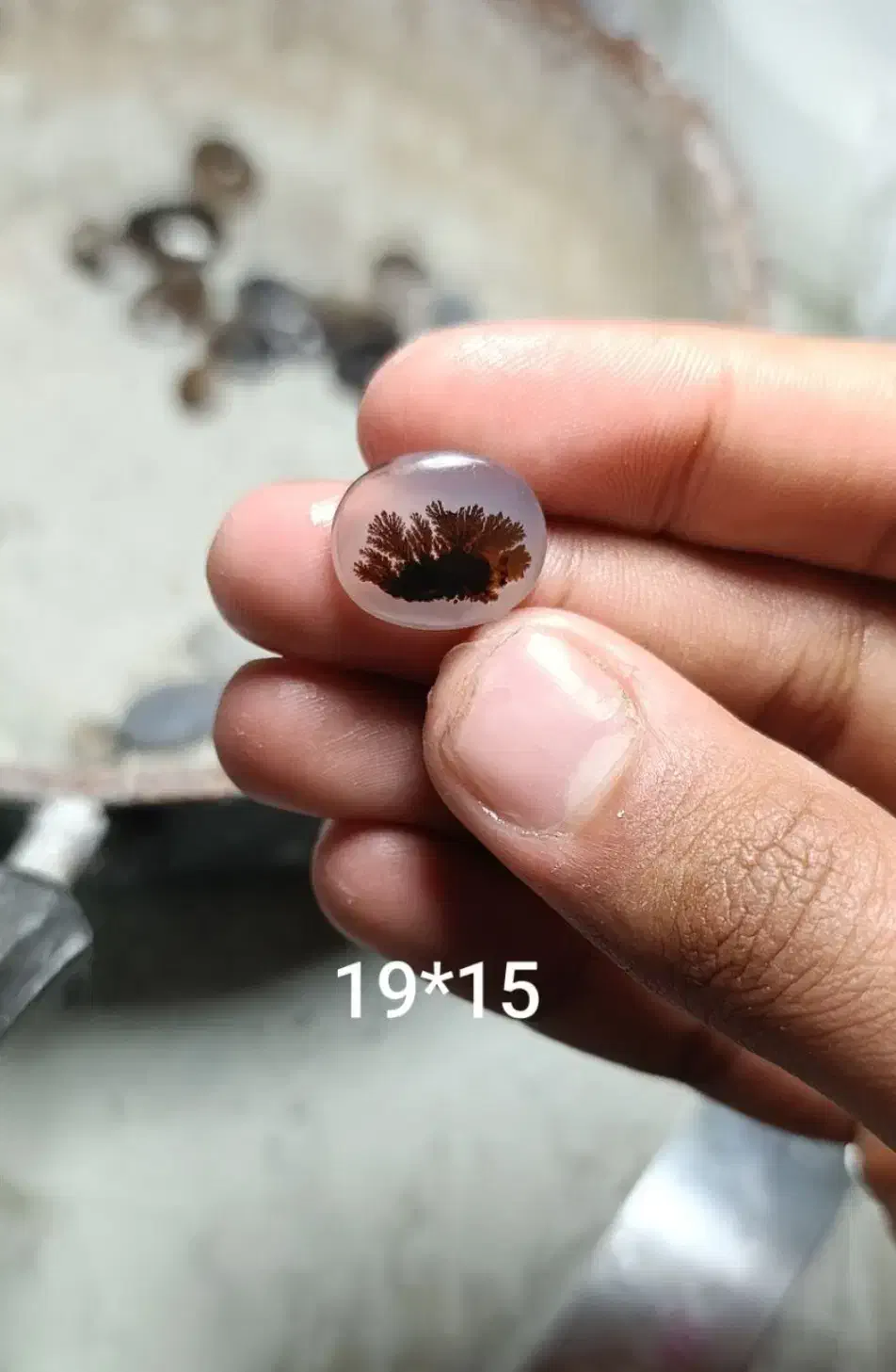 شجر منظره کلیکسیونی|کلکسیون و سرگرمی|پاکدشت, پاکدشت (مامازند)|دیوار