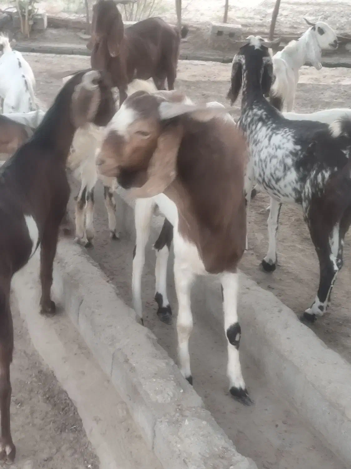 بز نر و ماده دورگ پاکستانی جوان شش ماه و هفت ماهه|حیوانات مزرعه|نیک شهر, |دیوار