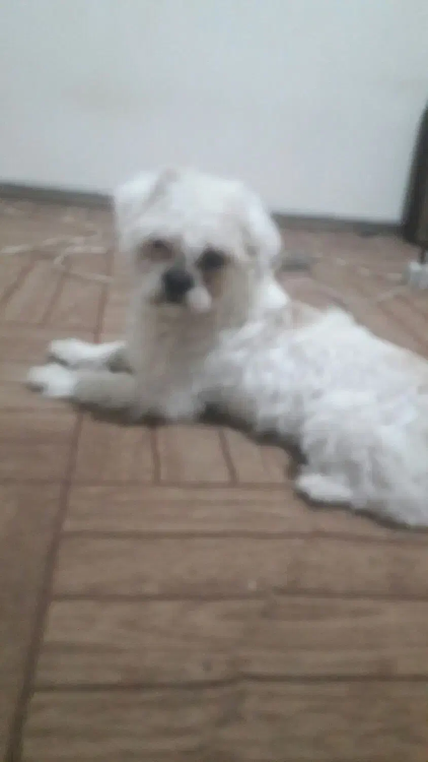 سگ پکنیز|سگ|تبریز, |دیوار