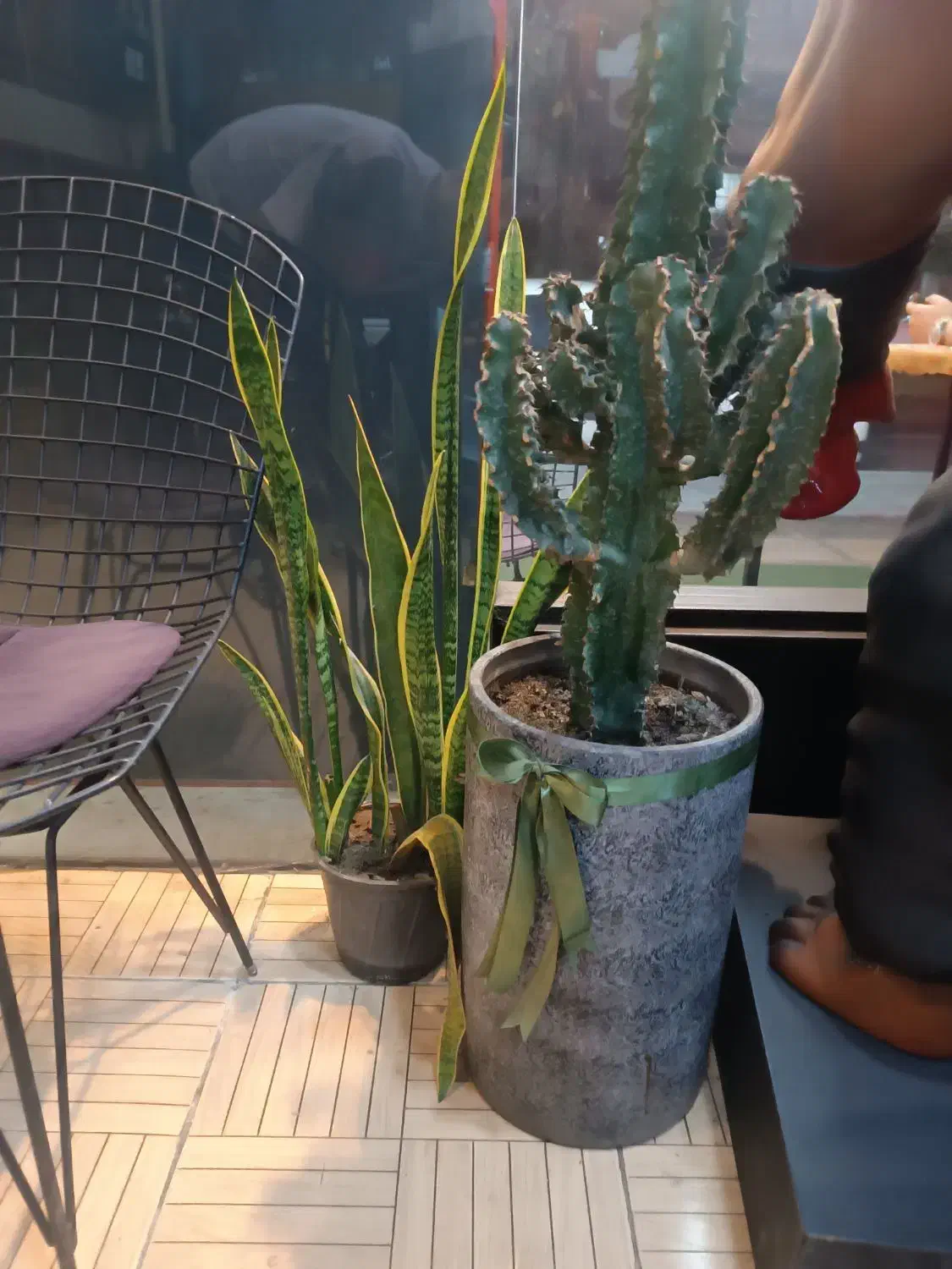 ۴عدد گلدان وگل مختلف|گل و گیاه طبیعی|رشت, چمارسرا|دیوار