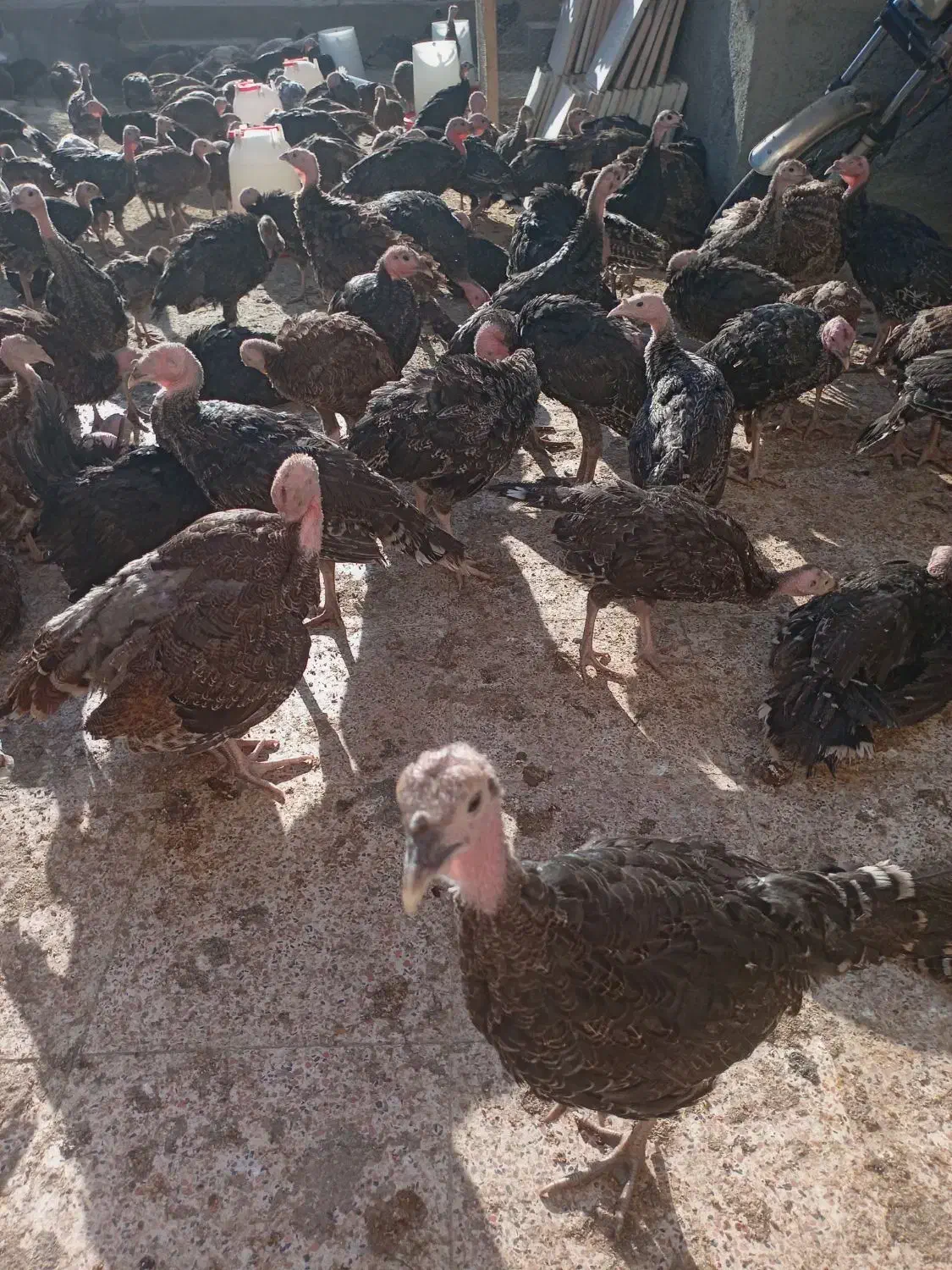 جوجه بوقلمون ب|حیوانات مزرعه|کنگاور, |دیوار