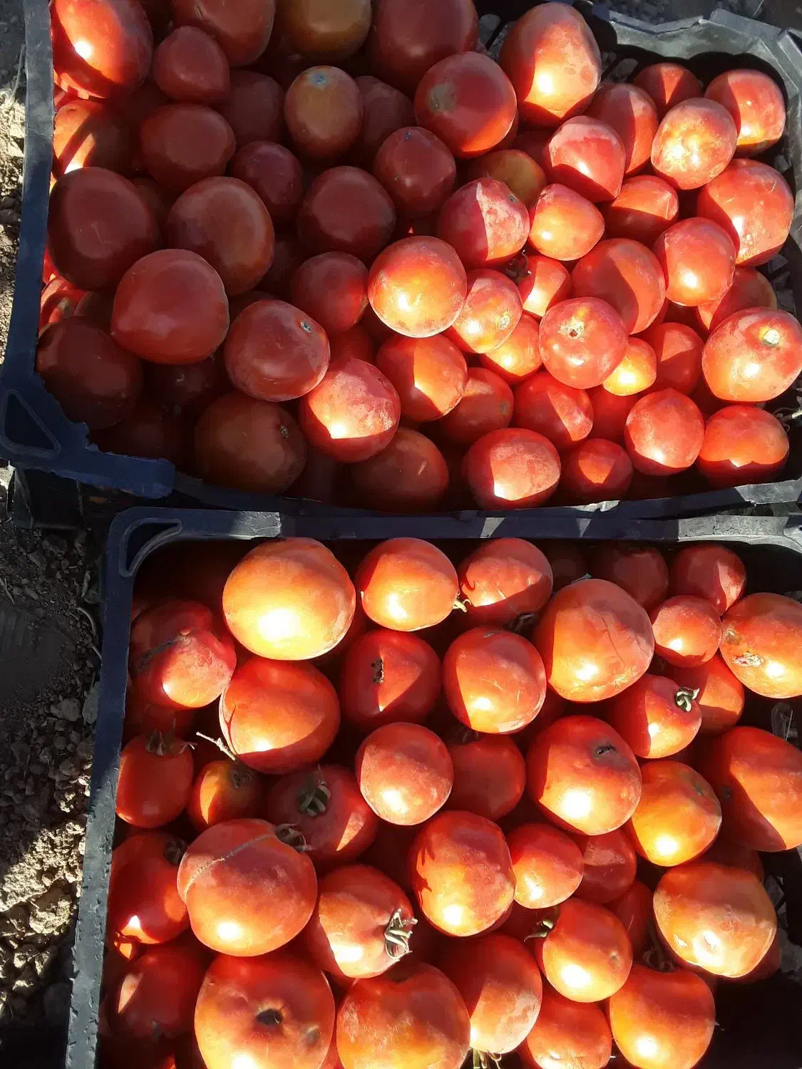 گوجه فرنگی|خوردنی و آشامیدنی|افشار, |دیوار