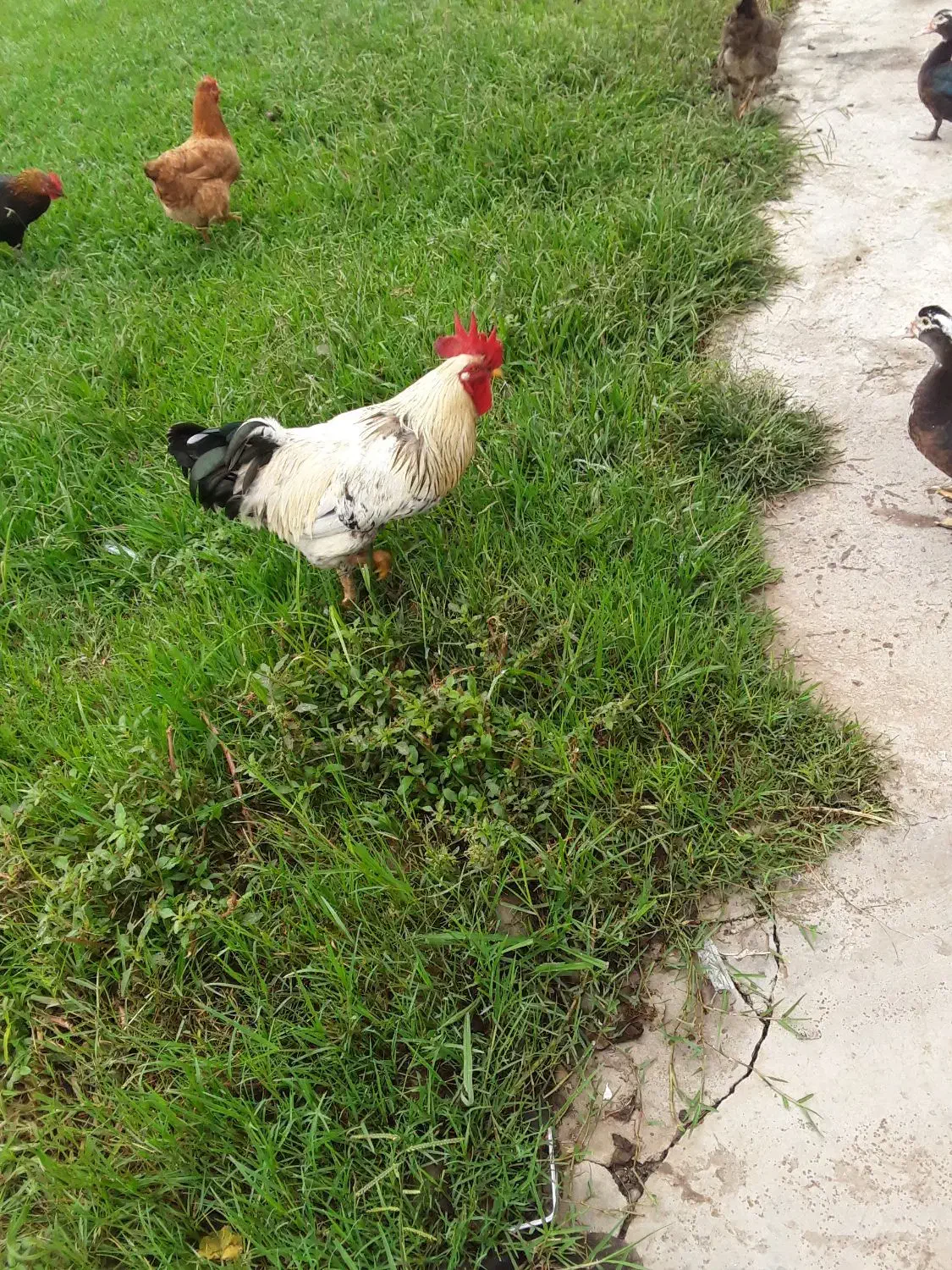 خروس محلی اصل|حیوانات مزرعه|صومعهسرا, |دیوار