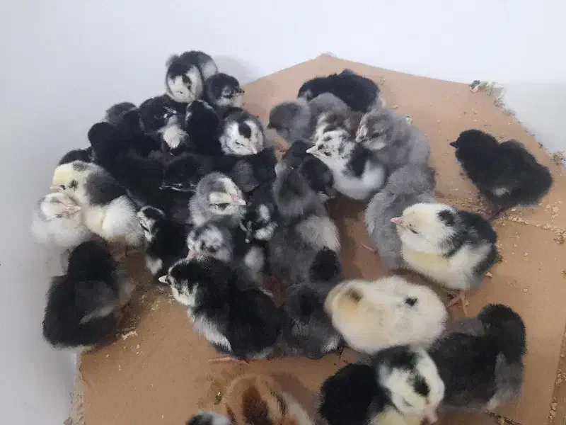 جوجه گلینلری|حیوانات مزرعه|قزوین, |دیوار