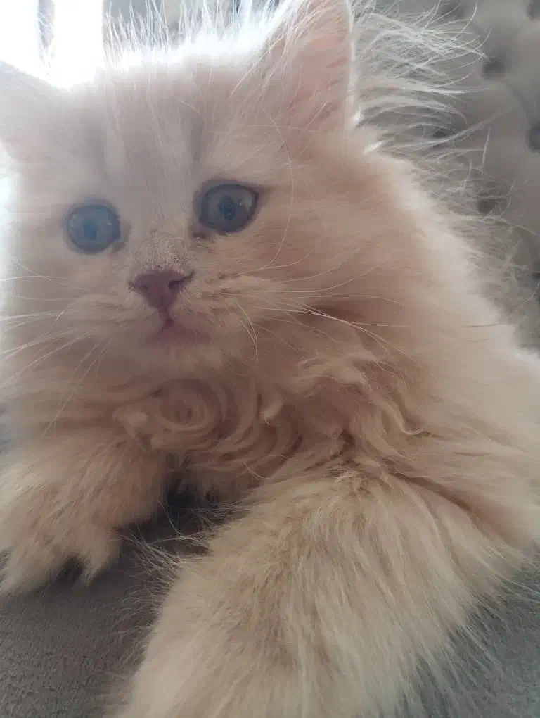 گربه اسکاتیش پرشین|گربه|فردیس, فردیس|دیوار