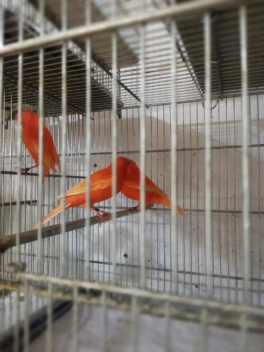 قناری رد فکتور و سرخ|پرنده|تهران, فلسطین (میدان انقلاب)|دیوار