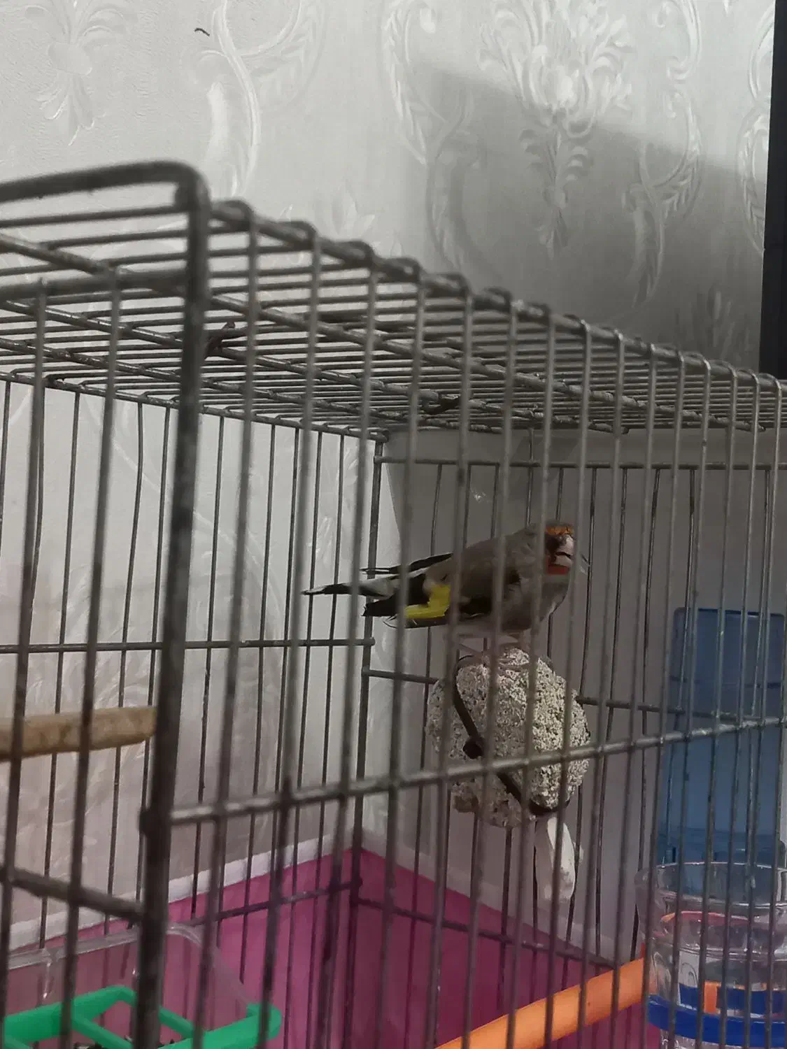 سهره  کرمانی نر|پرنده|گرگان, |دیوار