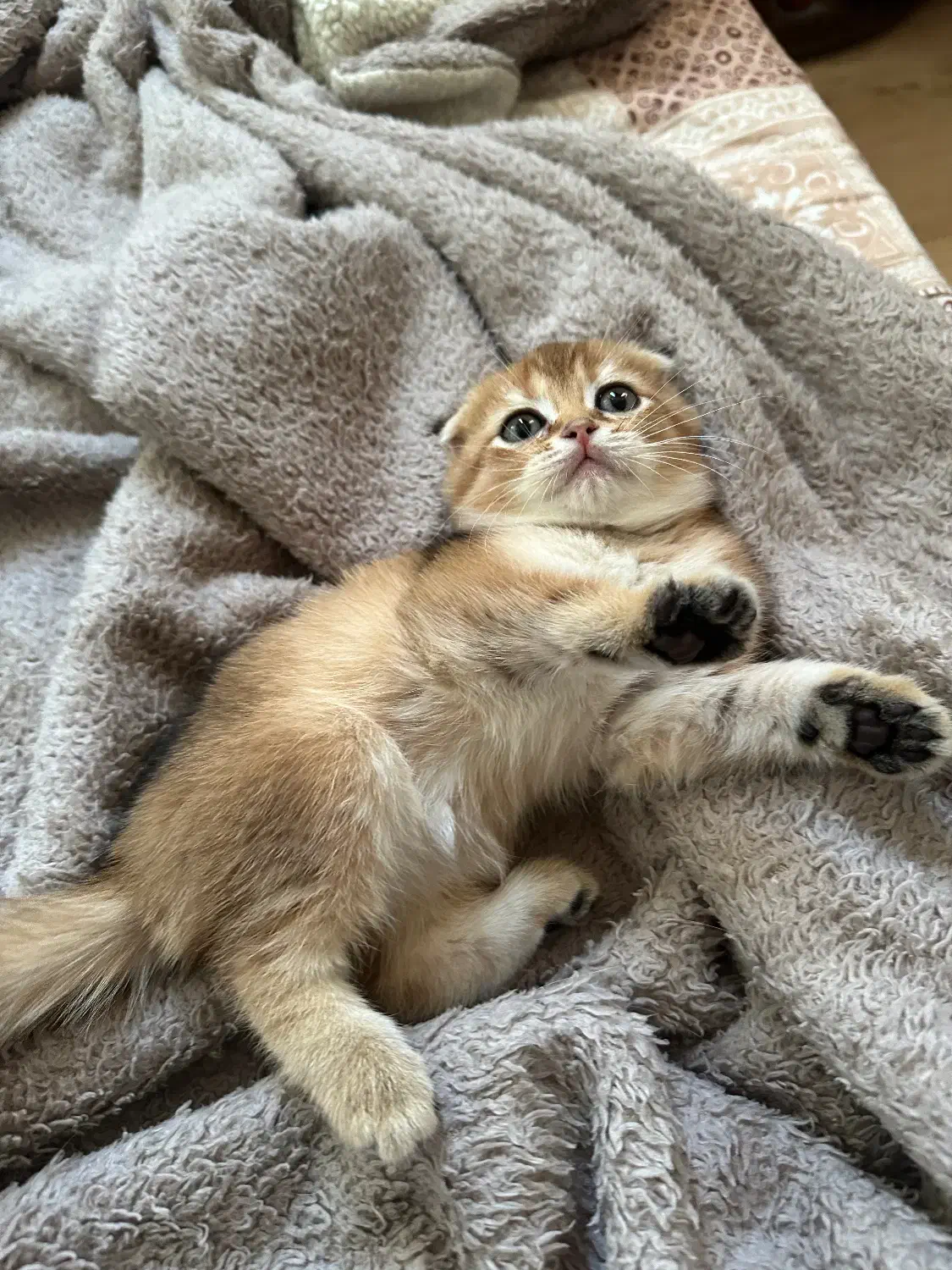 بچه گربه اسکاتیش گلد اصیل|گربه|تهران, سازمان برنامه جنوبی|دیوار