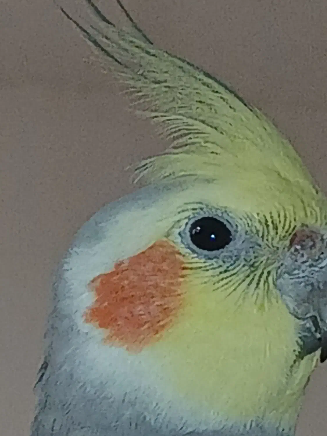 عروس هلندی مون کمشده اندیمشک|حیوانات|اندیمشک, |دیوار