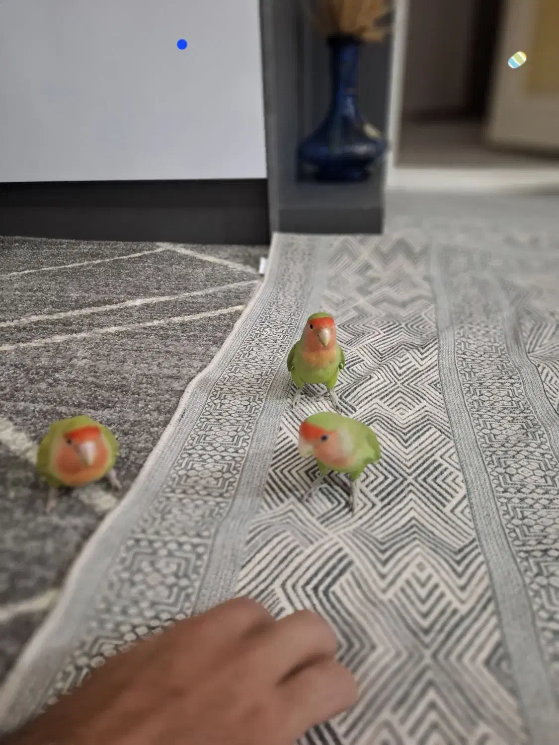 سه عدد طوطی برزیلی نروماده دستباز|پرنده|سنندج, |دیوار