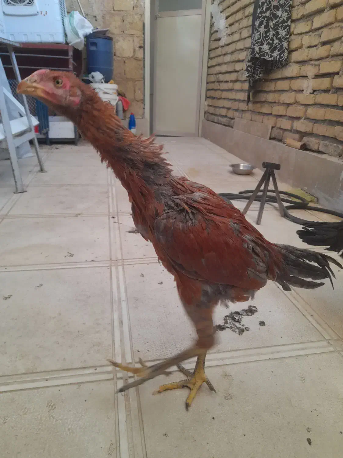 جوجه لاری|حیوانات مزرعه|کرمانشاه, |دیوار