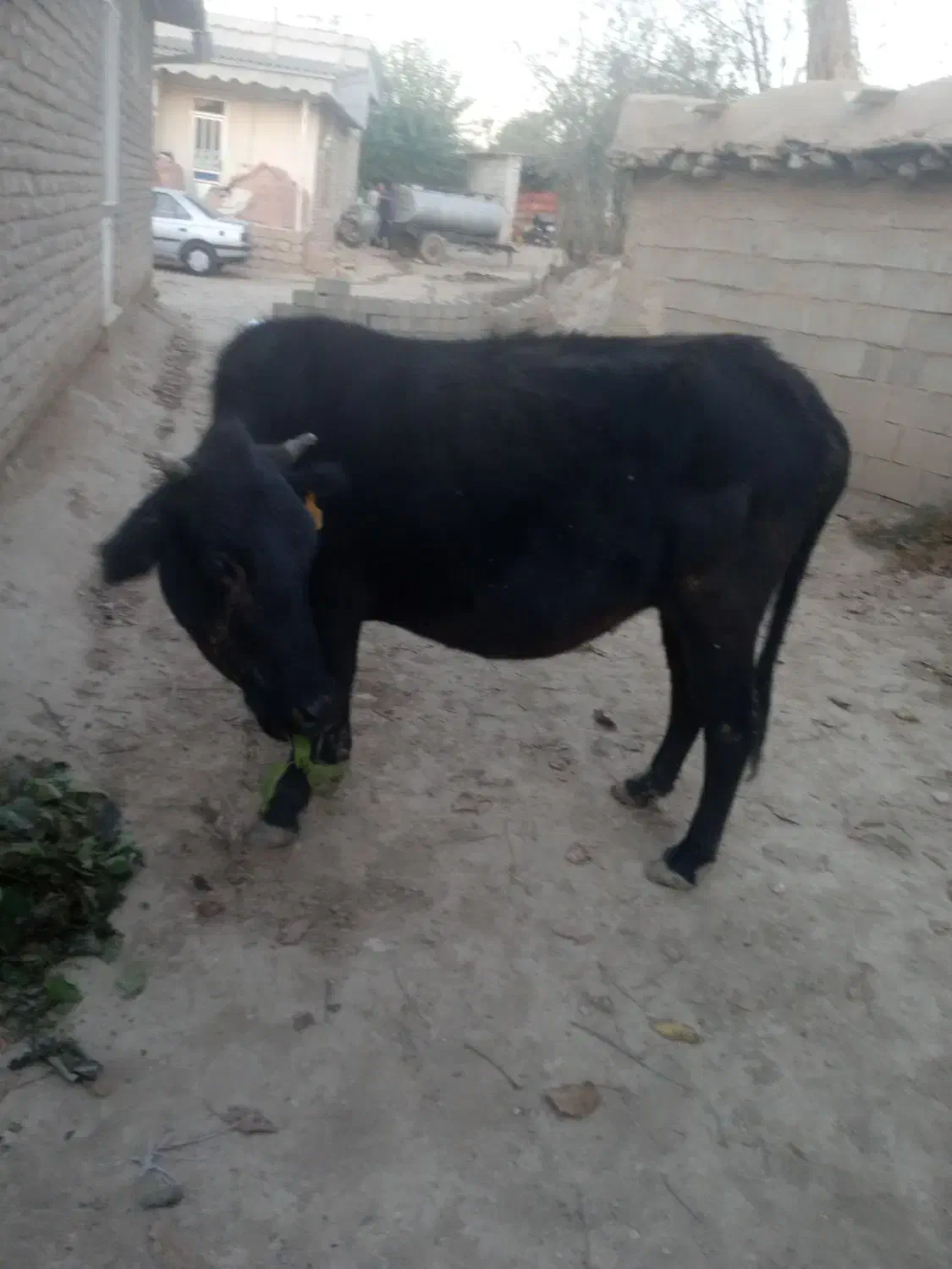 گاو|حیوانات مزرعه|فراغی, |دیوار