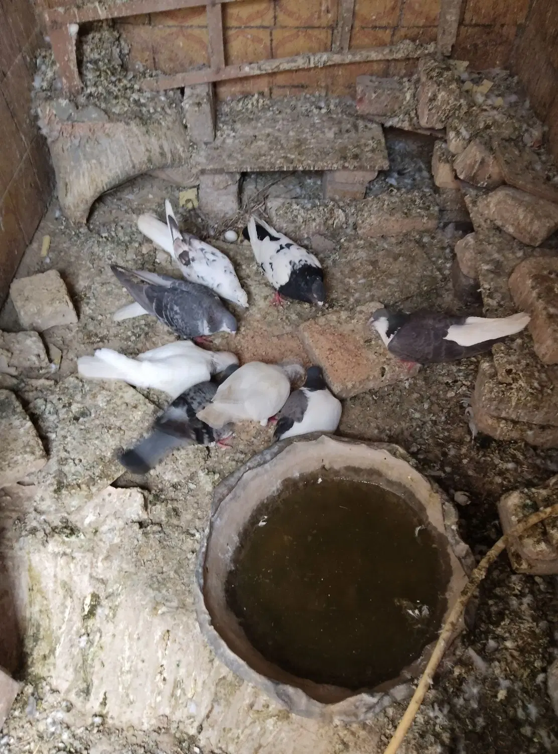 کفتر|پرنده|باخزر, |دیوار