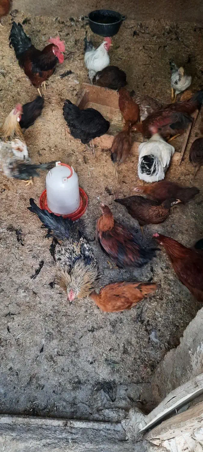 خروس محلی جوان|حیوانات مزرعه|ایوان, |دیوار