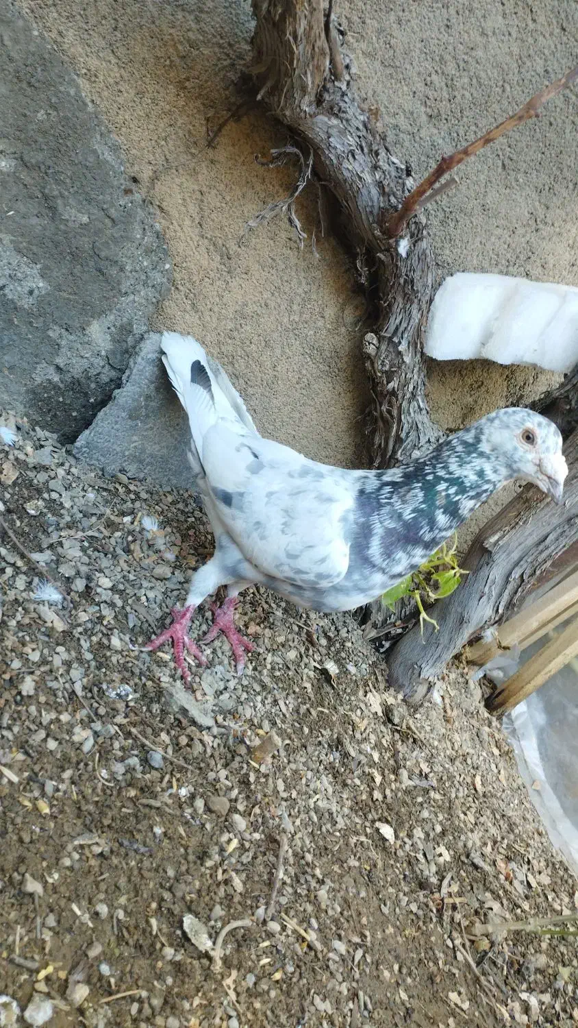 کبوتر نر نامه بر|پرنده|کنگاور, |دیوار