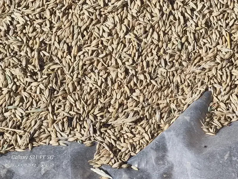 جو محلی|لوازم جانبی حیوانات|شیروان (خراسان), |دیوار