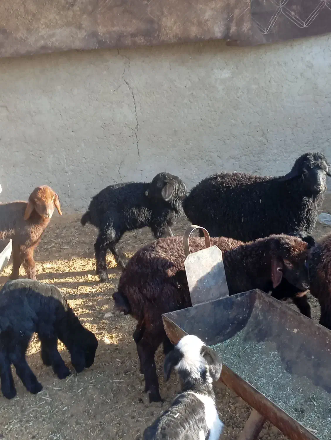 بره شیری و علف خور افشار|حیوانات مزرعه|شیراز, کوشک بیدک|دیوار