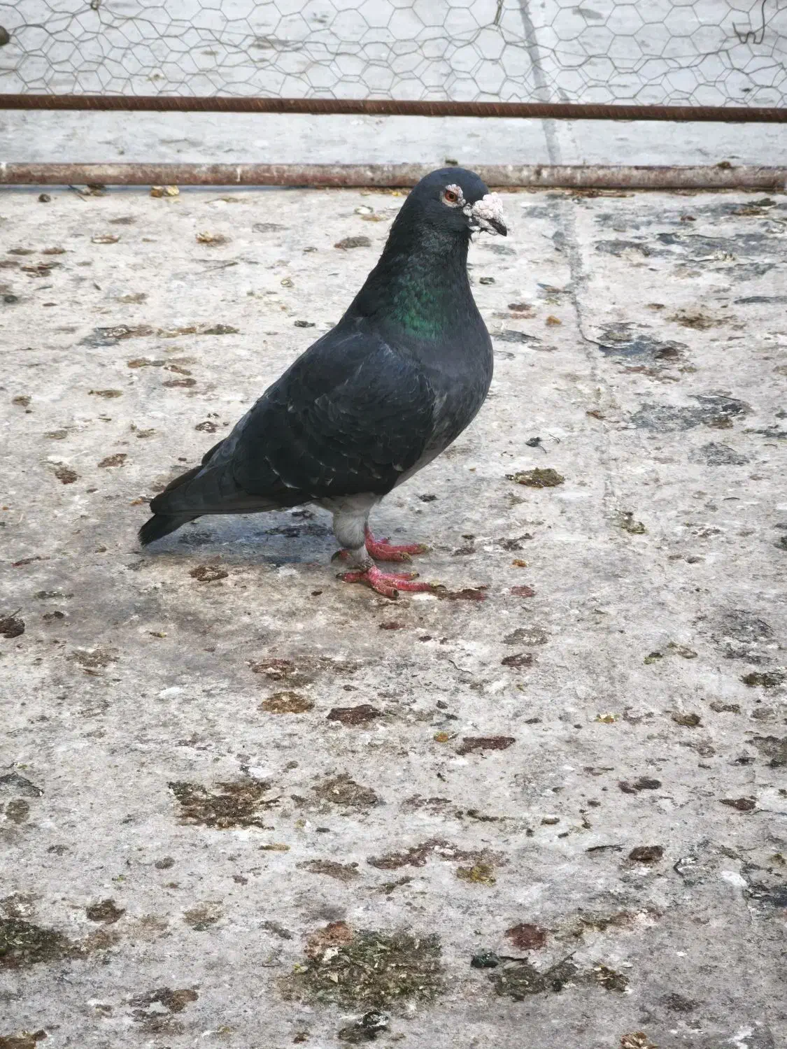 کبوتر|پرنده|شال, |دیوار