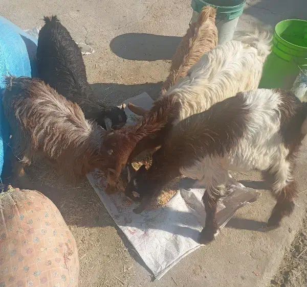 فروش 2 کهره درشت پاکستانی و2کهره ماده ویک کهره نر|حیوانات مزرعه|بهبهان, |دیوار