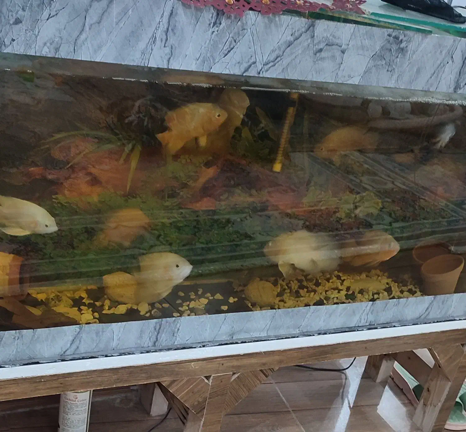 ماهی|ماهی|تربت جام, معدآباد|دیوار