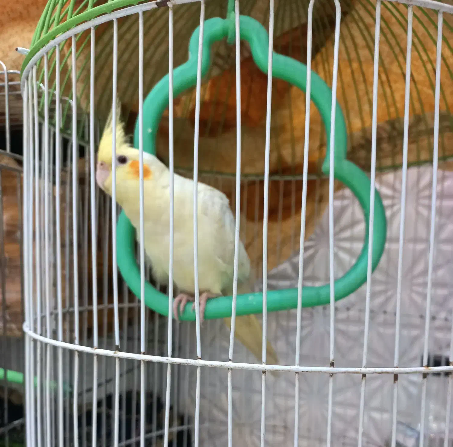 فروش ۴ عدد عروس هلندی نر بالغ|پرنده|بندر انزلی, تهران|دیوار