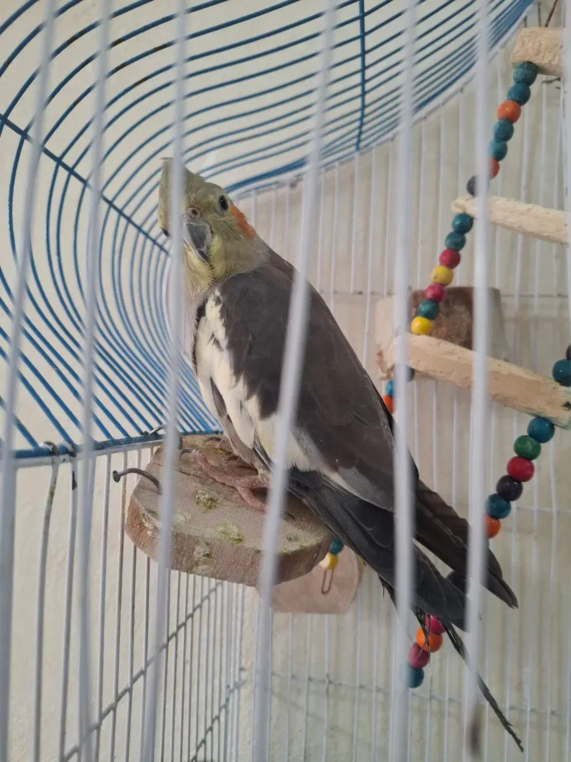 عروس هلندی|پرنده|سرپل ذهاب, |دیوار