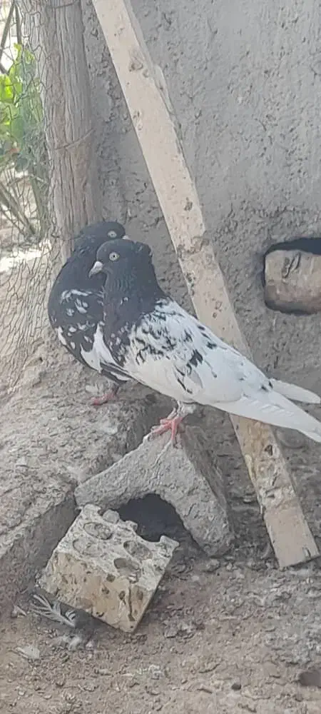 دو عدد کله سیا ماده چشم نوک سفید|پرنده|زرین دشت (فارس), |دیوار