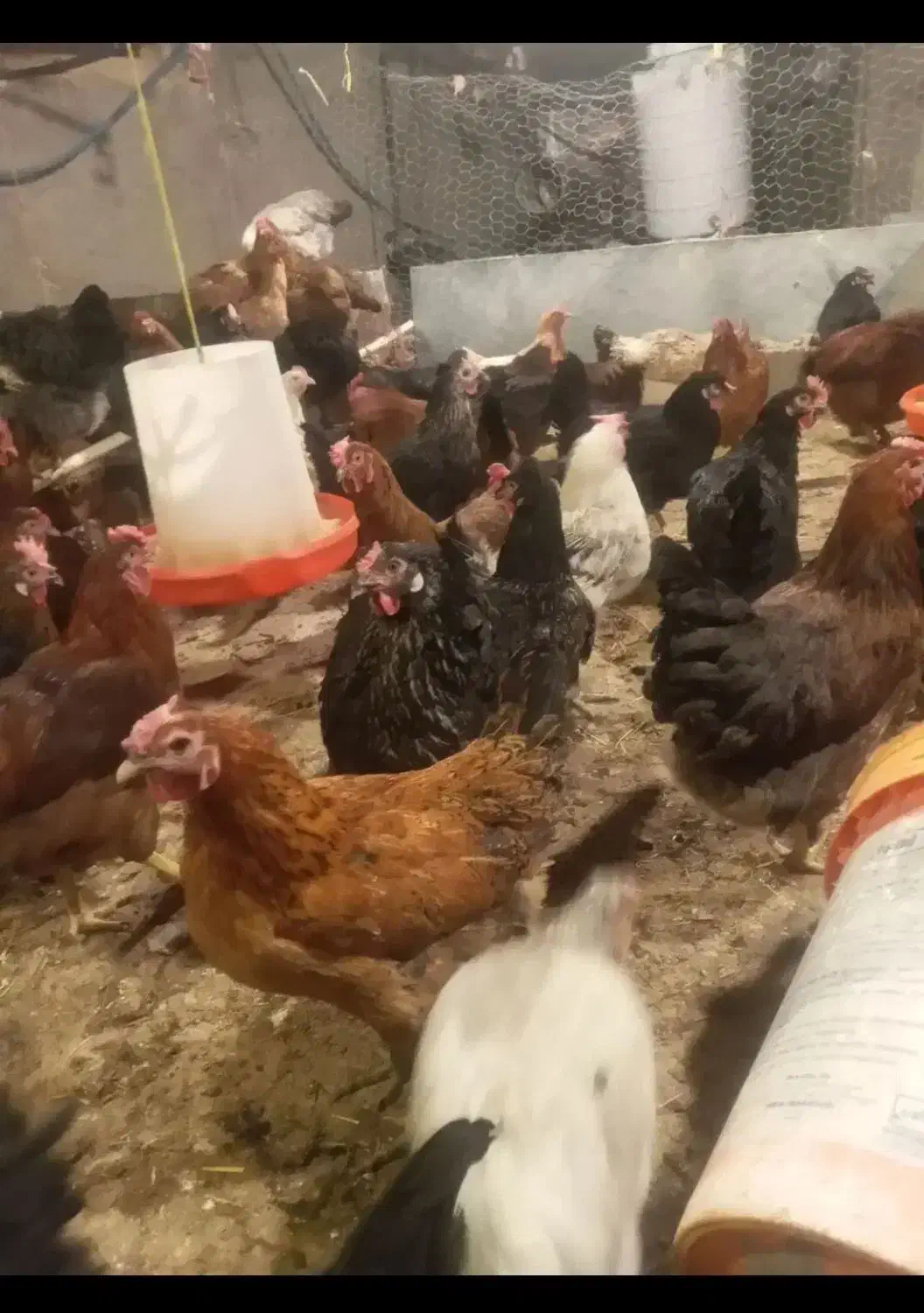 مرغ تخمگذار گلپایگانی|حیوانات مزرعه|کیانشهر, |دیوار