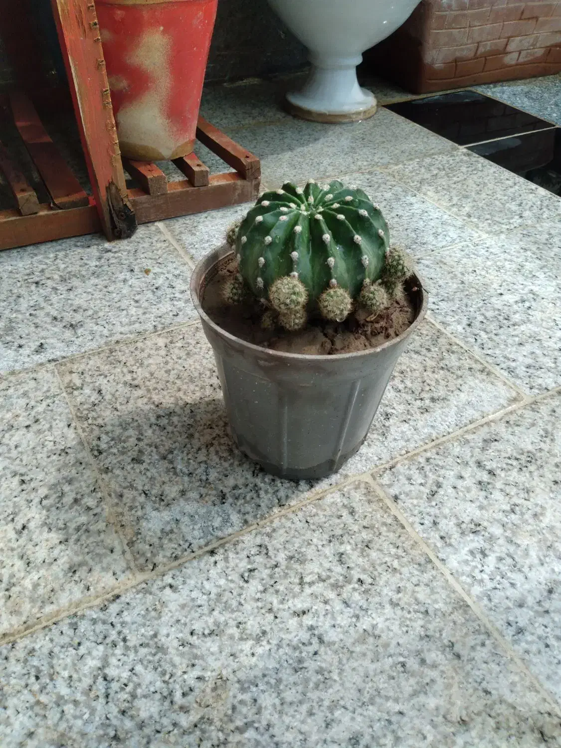 کاکتوس|گل و گیاه طبیعی|خمینیشهر, |دیوار