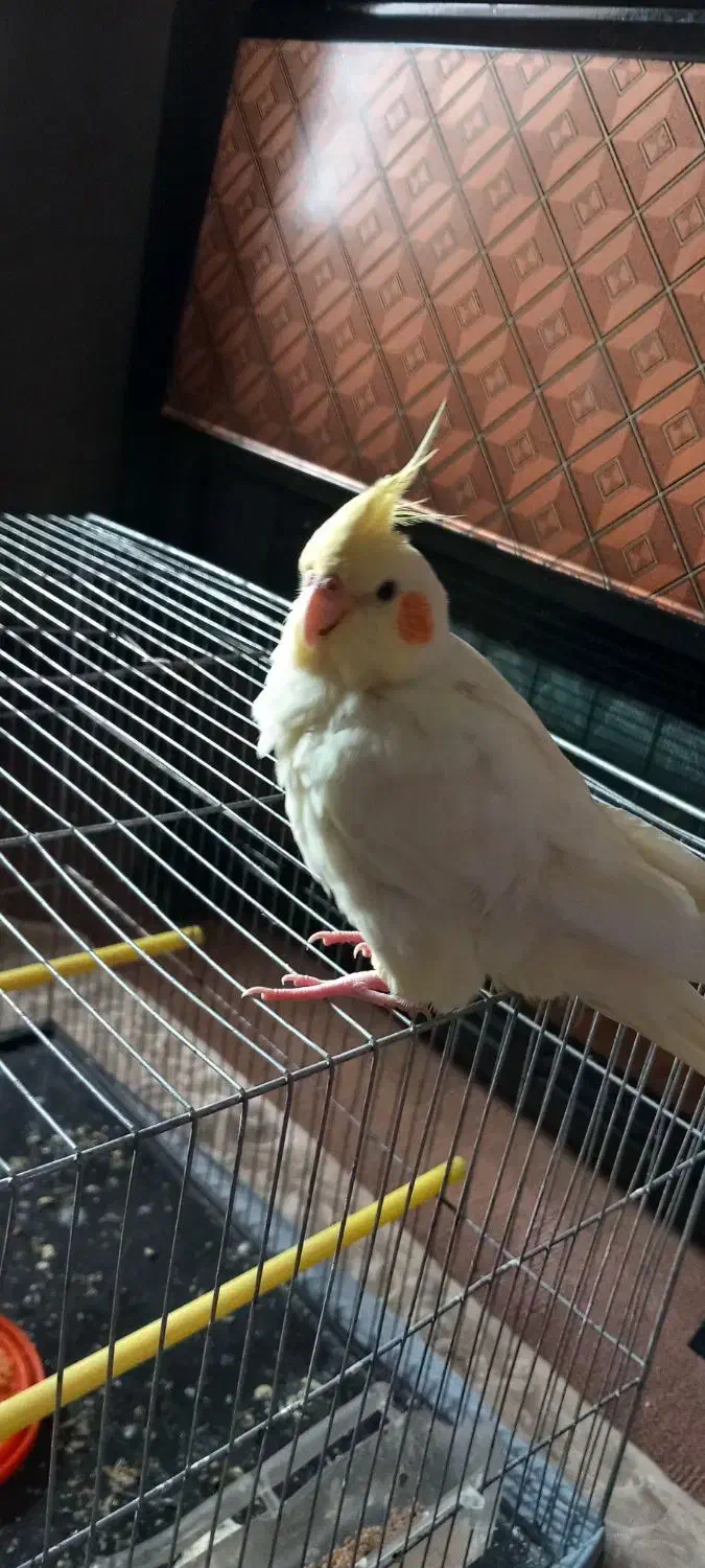 عروس هلندی|پرنده|سلطانیه, |دیوار