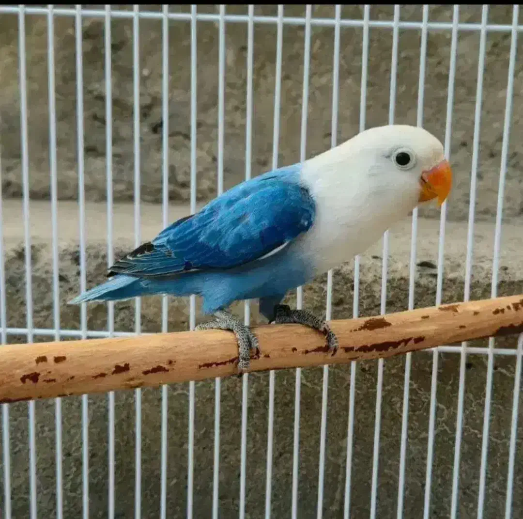 جوجه برزیلی سرلاکی برای معاوضه|پرنده|اهواز, کوروش|دیوار