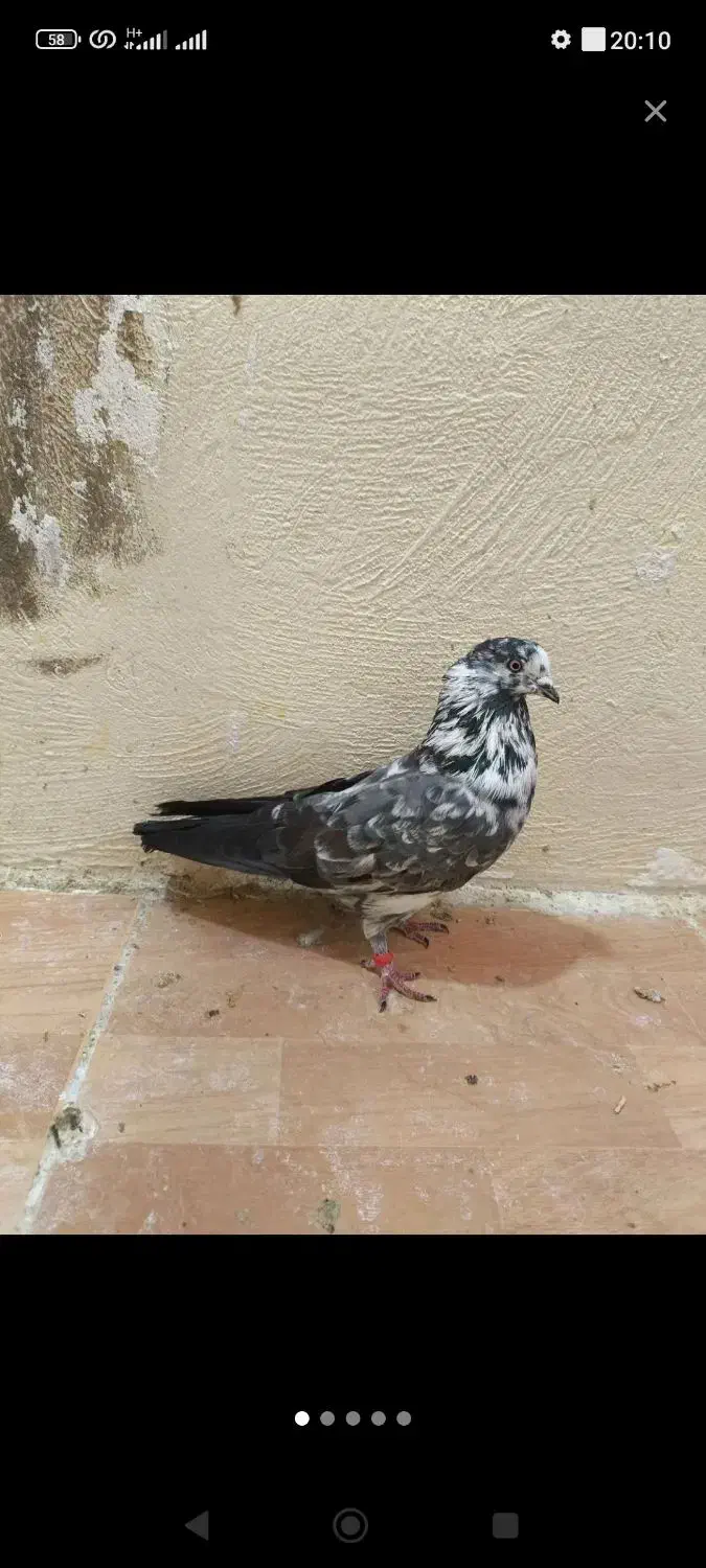 پرنده|حیوانات|ایذه, |دیوار