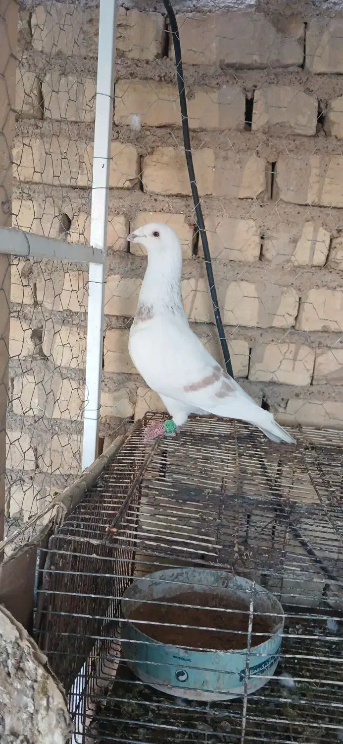 کرم پلاکی|پرنده|شیراز, زیباشهر|دیوار