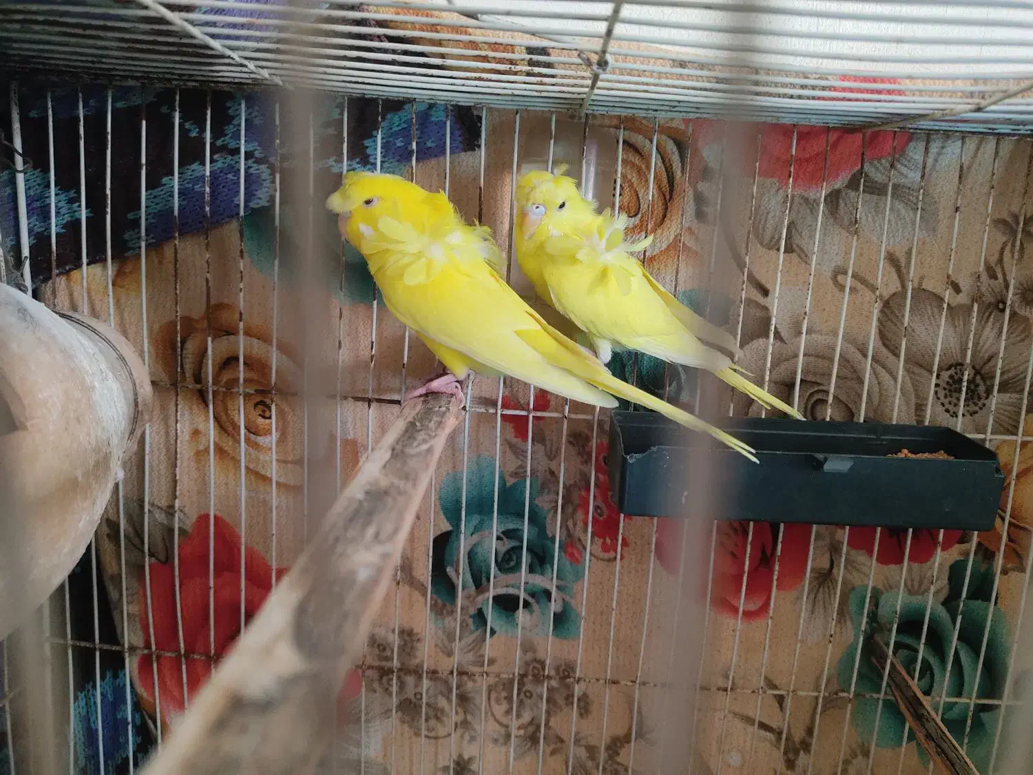 مرغ عشق|پرنده|ایرانشهر, |دیوار