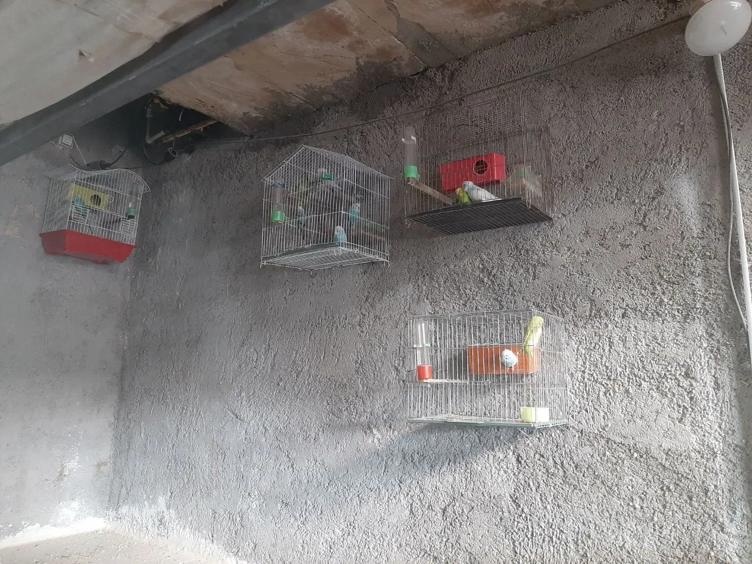 مرغ عشق|پرنده|سرپل ذهاب, |دیوار