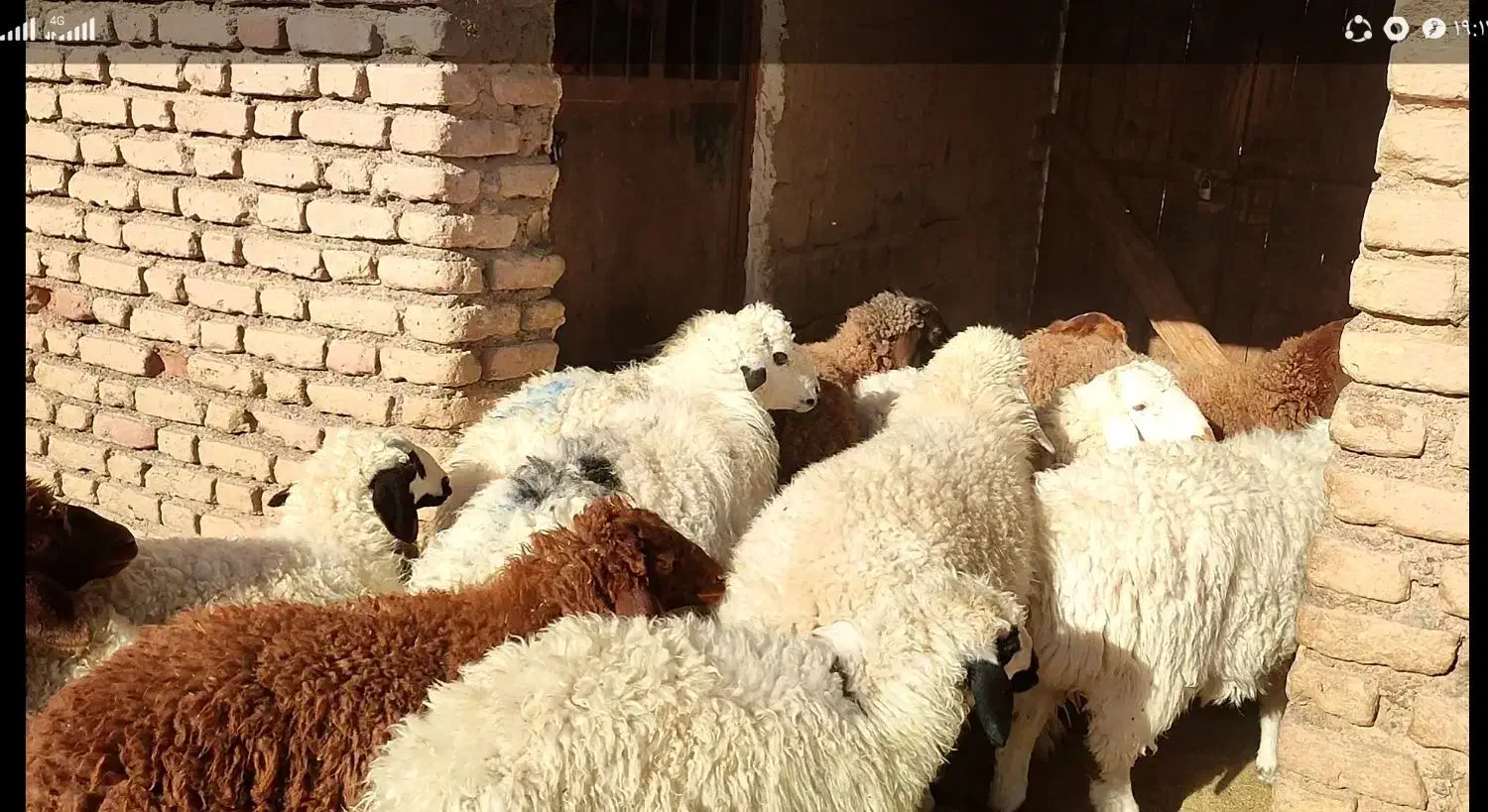 سلام بره نر وماده سبک وزن|حیوانات مزرعه|قائن, |دیوار